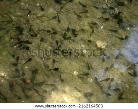 tadpole frog in a creek detail