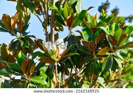 White magnolia flower with green and brown foliage grows under the blue sky, macro photo, selective focus