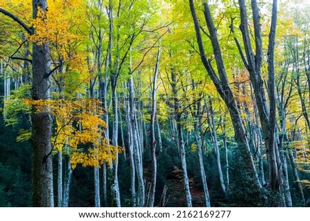 Autumn La Grevolosa forest, Osona, Barcelona, northern Spain.