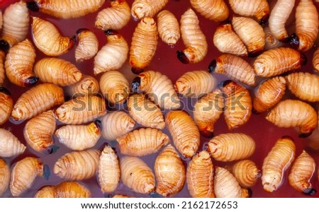 Sago worms in tray with water in the Ecuadorian local market Royalty-Free Stock Photo #2162172653