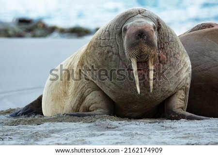 A Tusked Walrus at Rest in Magdalena Fjord, Svalbard Royalty-Free Stock Photo #2162174909