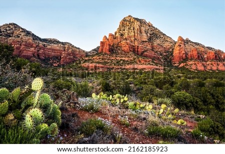 Cactus desert in the canyon. Canyon desert with cactuses. Canyon cactus desert landscape. Red canyon desert scene Royalty-Free Stock Photo #2162185923