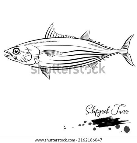 Skipjack tuna, saltwater fish, realistic sketch vector illustration 