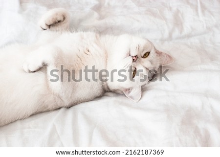A Scottish breed cat. Color silver chinchilla.