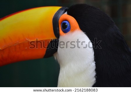 colorful eye of toucan. tucan.