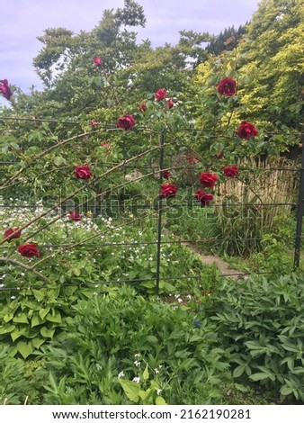 Climbing red roses on a pergola Royalty-Free Stock Photo #2162190281