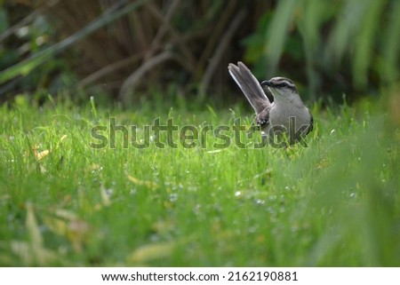 Chalk-browed Mockingbird standing on the grass. Calandria. Mimus saturninus