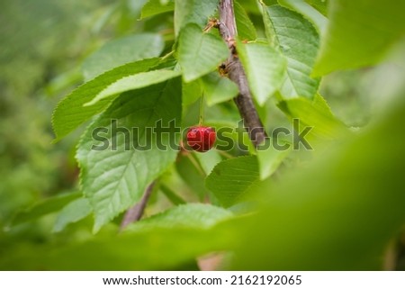 cherries on a branch in the garden Royalty-Free Stock Photo #2162192065