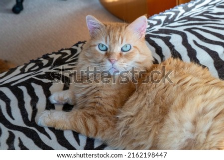Close-up portrait of a beautiful cat with sea blue eyes lies on the sofa