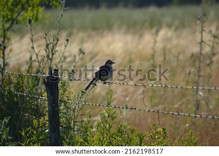 bird that ruffled its feathers standing on a wire. Chalk-browed Mockingbird. Calandria