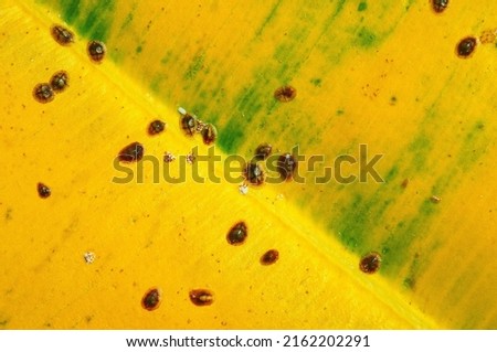 Macro of Diaspididae insects on leaf vessel. Armored scale insects at a home plant Ficus elastica leaf. Insects sucking plant.  Royalty-Free Stock Photo #2162202291