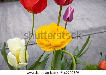 Tulips bloom in the garden. Yellow peony tulip.