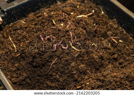 Earthworms on soil for organic fertilizer farming concept. Many earthworms in soil	