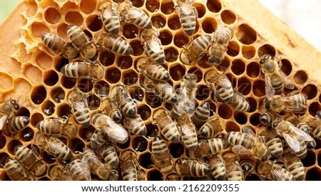 Bees crawl along the frame with honeycombs in the hive. honey harvest