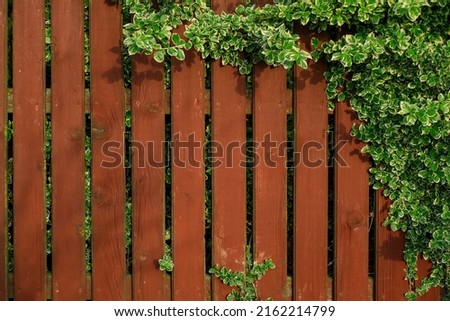 An old aged red-brown-colored fence, entwined with branches of a plant with striped leaves. Background with copy space