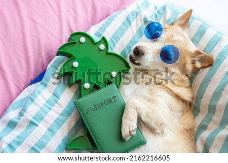 funny dog resting in bed wearing glasses, next to a passport and a palm tree - time to relax vacation trip