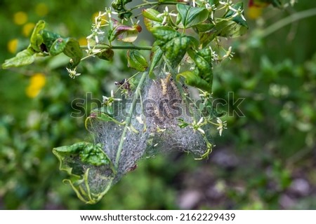 Communal web and eaten leaves from the ermine moth caterpillar, Yponomeuta spp, Hertfordshire, UK