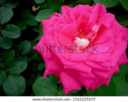 Beautiful pink rose on a blurred natural green background. Closeup view, selective focus.