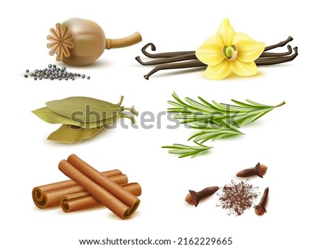 Realistic spices and herbs. Isolated natural elements, dry and fresh ingredients, poppy seeds, rosemary sprigs, cinnamon sticks, vanilla pods and flower, bay leaf and dried cloves vector set Royalty-Free Stock Photo #2162229665