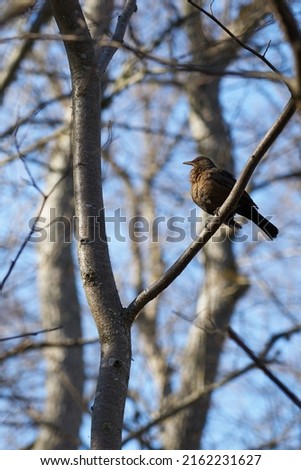 A black forest bird on a tree branch in the forest.