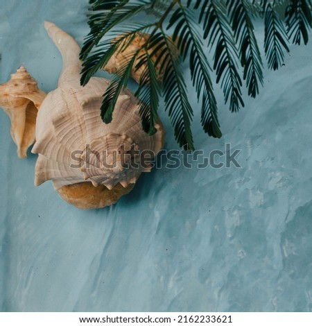 
Summer picture, big beautiful shell covered with a palm branch in the blue sea