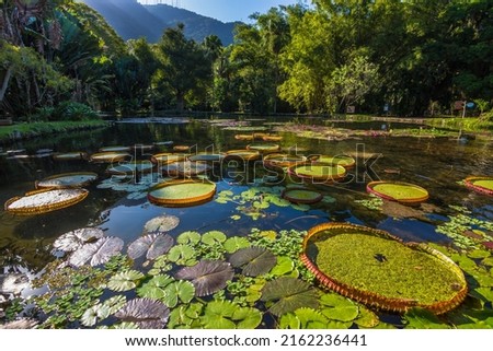 View of some beautiful Victoria Regia plants in a lake at Rio de Janeiro Botanical Garden Royalty-Free Stock Photo #2162236441