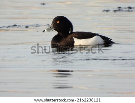 The tufted duck or tufted pochard (Aythya fuligula) is a small diving duck with a population of close to one million birds, found in northern Eurasia.
