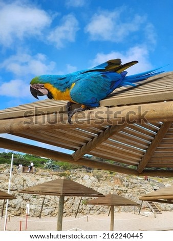 Blue-and-yellow Macaw or Ara ararauna, domesticated bird on the wooden roof in the beach. South American parrot with mostly blue top parts and light orange underparts, with green on top of its head.
