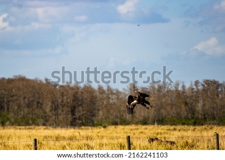 bald eagle jumping to flight