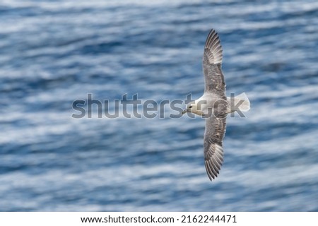 Northern fulmar (Fulmarus glacialis) in flight over the water. British seabird flying. Royalty-Free Stock Photo #2162244471