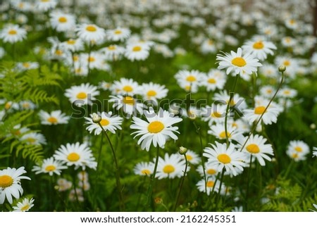 A photo of the blooming Shasta Daisy flowers