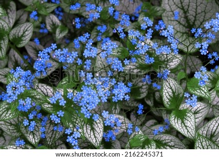 Brunnera macrophylla or big forget-me-not, wild forest flowers. Royalty-Free Stock Photo #2162245371