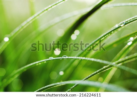 Water drops on green grass. Morning dew. Macro, bokeh
