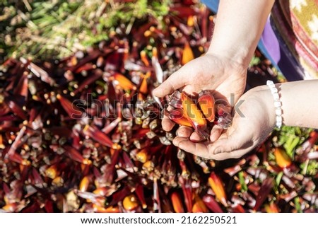 Harvest of South American pine tree Araucaria's round pine cone. A woman holds pine nuts against background of pine cones harvesting. Farmer's hands close-up. Concept of harvesting a rich harvest Royalty-Free Stock Photo #2162250521