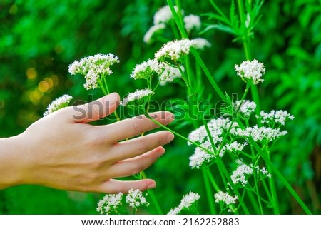 Valerian officinalis.Hand touches valerian flowers in the summer garden .Healing herbs.White flowers of Valerian officinalis  Royalty-Free Stock Photo #2162252883