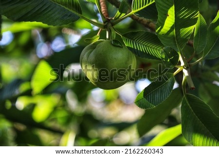 Photograph of a beautiful elephant apple tree of the Dilleniaceae
family.