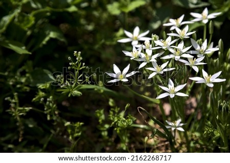 Wild ornithogalum by the edge of a road seen upclose