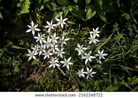 Wild ornithogalum by the edge of a road seen upclose