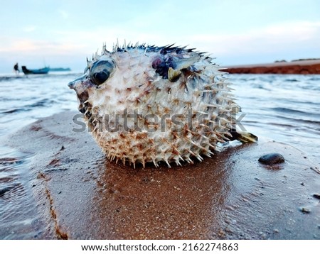 Puffer fish carcass (Tetraodontidae) placed on the beaches in Chumphon Province , Thailand. Pufferfish are able to inflate into a ball shape to evade predators. Royalty-Free Stock Photo #2162274863