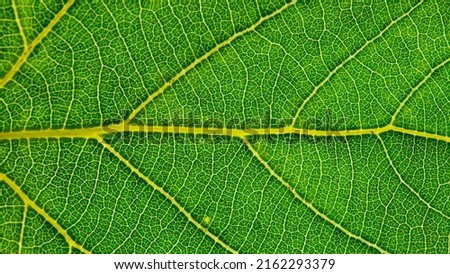 Backlight close-up of leaves, Green leaf macro, Leaf vein