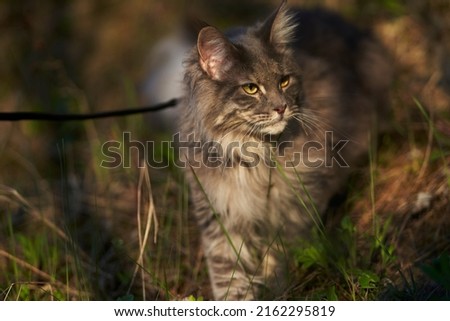 Cat walking outdoors in forest. Mainecoon cat in wild life