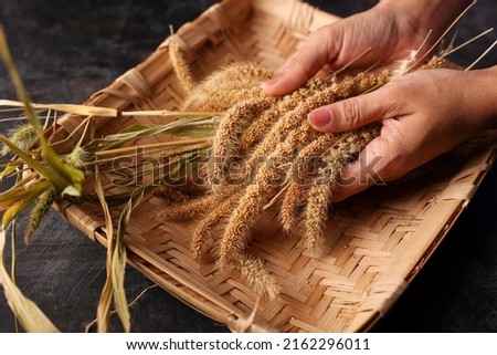 Woman hand holding golden ripe foxtail millet after harvest , dwarf setaria , german millet, hungarian millet annual grass grown for human food or bird food in Kerala India Sri Lanka Royalty-Free Stock Photo #2162296011