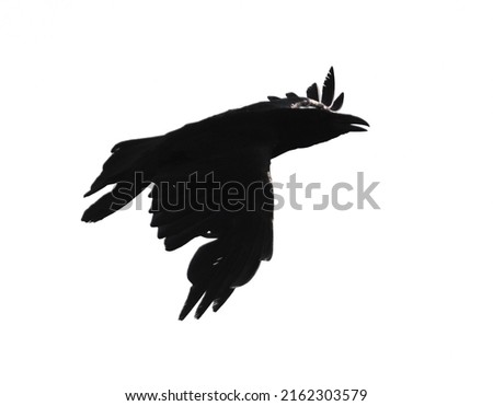 Silhouette of a black crow in flight on a white background