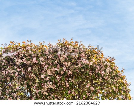 Fresh pink flowers of a blossoming apple tree on blue cloudy sky background. Blossoming an apple-tree. Pink flowers, Close-up.