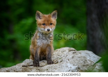 Red fox, vulpes vulpes, small young cub in forest on stone. Cute little wild predators in natural environment. Wildlife scene from nature