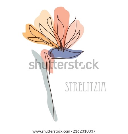 Decorative hand drawn strelitzia flower, design element. Can be used for cards, invitations, banners, posters, print design. Floral background