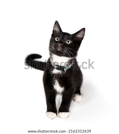 Isolated kitten sitting and looking up at camera. Curios or interested body language while playing or hunting. Full body of an 8 week old tuxedo cat wearing a collar. Selective focus. White background
