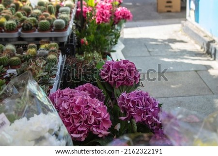hydrangeas in the market or outdoor florist