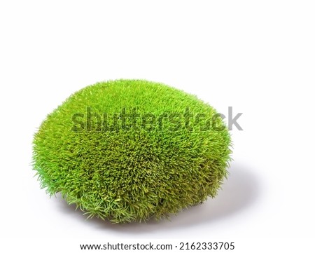 Green tuft leucobryum moss on white background. Leucobryum glaucum or Pincushion bryophyte growing grass closeup. Decorative Pin cushion perennial grow natural mosses close up for garden, home decor Royalty-Free Stock Photo #2162333705