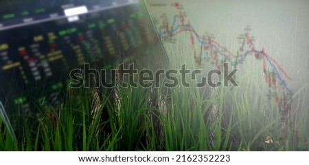Rice fields with graphs in the global economic crisis concept.  Global food crises. stocks. wars. epidemics.  inflation and high food prices.